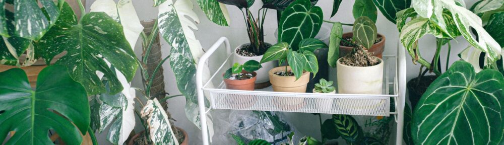 A diverse collection of lush green indoor potted plants, perfect for home gardening enthusiasts.